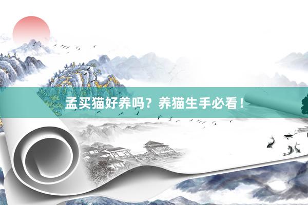 孟买猫好养吗？养猫生手必看！